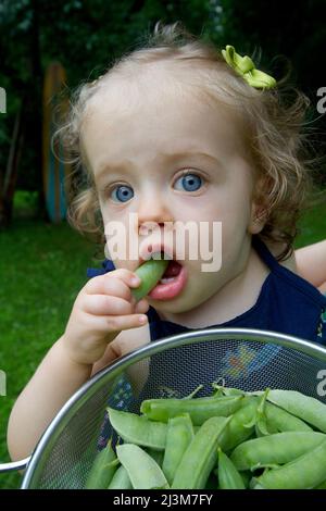 Une fille de neuf mois aux yeux bleus mange des pois mange-tout dans son jardin; Cabin John, Maryland. Banque D'Images