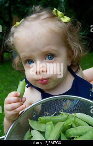 Une fille de neuf mois aux yeux bleus mange des pois mange-tout dans son jardin; Cabin John, Maryland. Banque D'Images