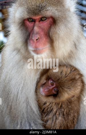 Singe-neige japonais (Macaca fuscata) avec cub en hiver. Situé au pied du parc national Joshinetsu Kogen, le parc des singes Jigokudani... Banque D'Images