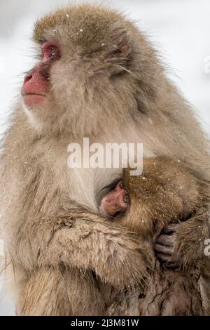 Singe-neige japonais (Macaca fuscata) avec cub en hiver. Situé au pied du parc national Joshinetsu Kogen, le parc des singes Jigokudani... Banque D'Images