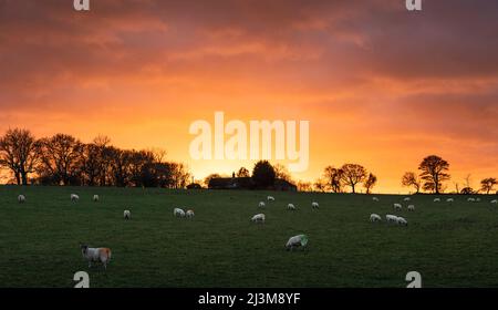 Les moutons (Ovis aries) se broutent dans un champ tandis que le soleil se couche derrière la ferme lors d'une belle soirée; Northumberland, Angleterre Banque D'Images