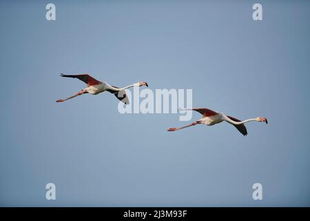 Deux grands Flamingos (Phoenicopterus roseus) volant ensemble dans le ciel bleu, Parc naturel régional de Camargue; France Banque D'Images