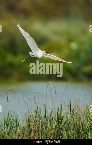 Grand aigreet (Ardea alba) volant de graminées, Parc naturel régional de Camargue; Camargue, France Banque D'Images