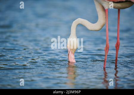 Grand Flamingo (Phoenicopterus roseus) se pencher pour boire de l'eau, Parc naturel régional de Camargue; Camargue, France Banque D'Images
