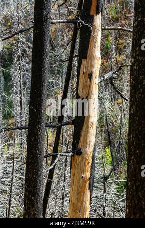 Gros plan des marques de brûlure sur un tronc d'arbre dans une forêt brûlée, parc national des Lacs-Waterton; Waterton, Alberta, Canada Banque D'Images