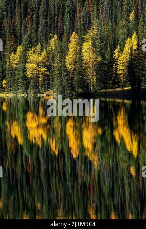 Mélèze jaune brillant à l'automne se reflétant sur le lac Louise avec une falaise de montagne en arrière-plan, le parc national Banff Banque D'Images