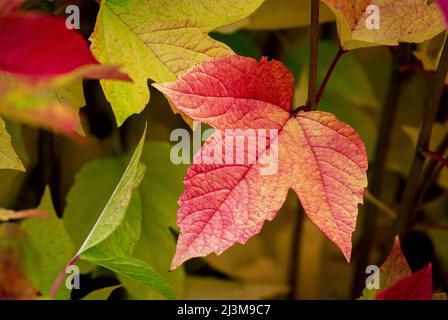 Gros plan d'une feuille rouge colorée à l'automne sur un arbre; Calgary, Alberta, Canada Banque D'Images