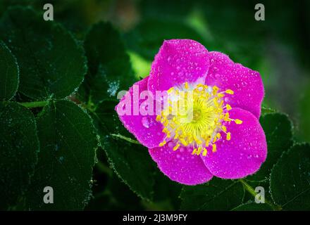 Gros plan d'une rose sauvage (Rosa acicularis) avec des gouttelettes d'eau; Calgary, Alberta, Canada Banque D'Images