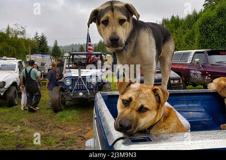 Les chiens attendent fidèlement à l'arrière d'une camionnette que leurs propriétaires reviennent d'un événement de marée dans la boue sur l'île Prince of Wales Banque D'Images