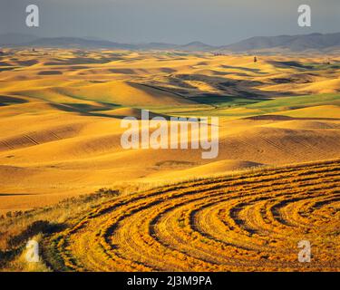 Terres cultivées dorées dans les collines de Palouse ; Washington, États-Unis d'Amérique Banque D'Images