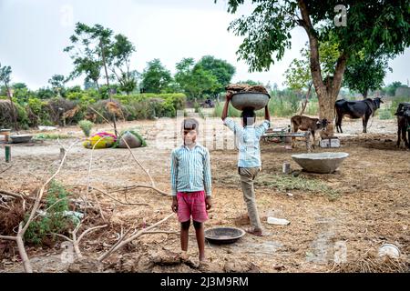 Enfants travaillant dans une ferme familiale avec le buffle de Murrah (Bubalus bubalis) en arrière-plan; Nagli Village Noida, Uttar Pradesh, Inde Banque D'Images