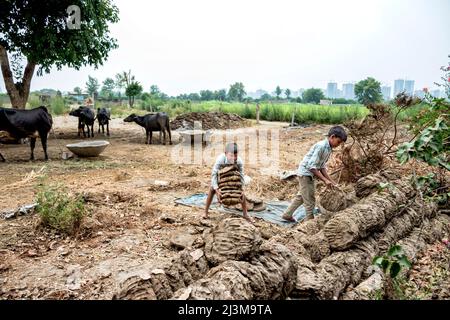Enfants travaillant avec des patties de fumier séchées dans une ferme familiale avec des bovins attachés en arrière-plan; Nagli Village Noida, Uttar Pradesh, Inde Banque D'Images