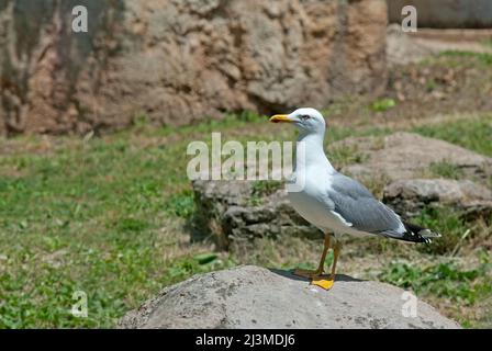 Guette à pattes jaunes (Larus cachinnans), Rome, Latium, Italie Banque D'Images