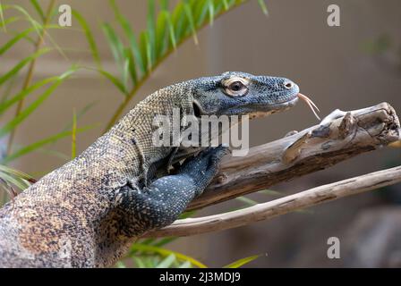 Dragon de Komodo (Varanus komodoensis), Bioparco, Rome, Latium, Italie Banque D'Images