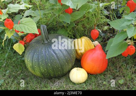 citrouilles et fleurs de lamion Banque D'Images