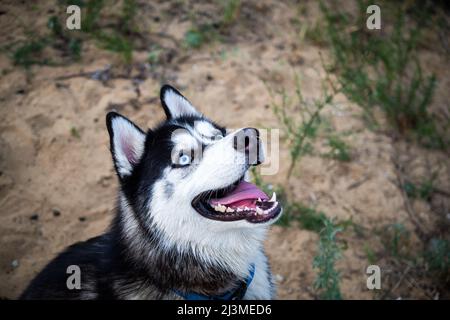 Husky sibérien noir et blanc marchant sur un terrain d'été. L'été avec de la verdure. Banque D'Images