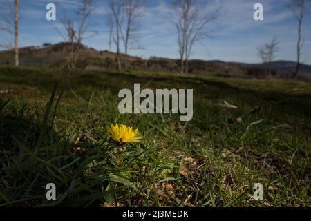 Pissenlit dans la région allemande appelée Rothaargebirge Banque D'Images