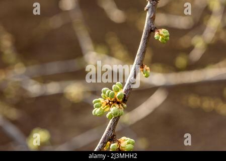 Bourgeons de printemps enflés sur les branches d'un arbre de près. Branche d'arbre avant la floraison couverte de bourgeons au début du printemps. Banque D'Images