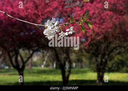 Fleurs blanches sur les arbres en fleur rouge Banque D'Images