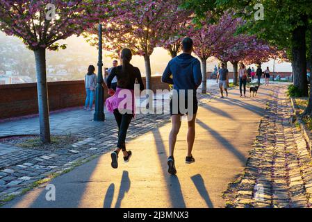 Couple de jogging sur la promenade Tóth Árpád, sous le sakura en fleurs Banque D'Images
