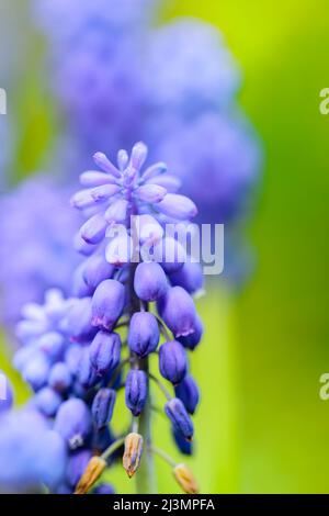 Jacinthe de raisin sur fond flou. Muscari primrosiers fleurs gros plan. Concept de ressort Banque D'Images