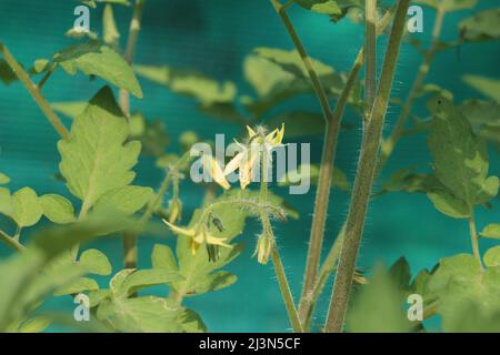 Fleurs jaunes fraîches poussant sur une plante de tomate biologique dans un potager à la maison Banque D'Images