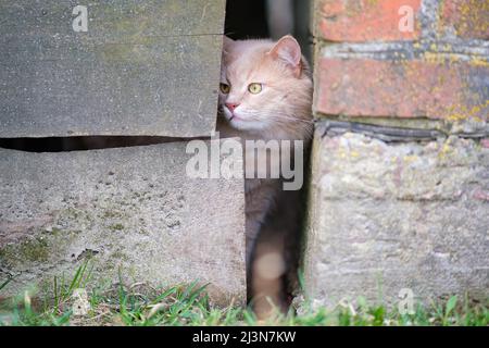 Un chat rouge est en train d'errer dans la cour. Banque D'Images