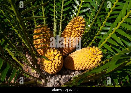 Sydney Australie, cône d'un cycad Encephalartos lebomboensis ou Lebombo Banque D'Images