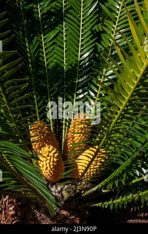 Sydney Australie, cône d'un cycad Encephalartos lebomboensis ou Lebombo au milieu des frondes Banque D'Images