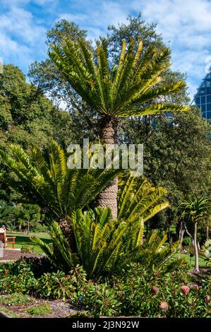 Sydney Australie, scène du parc public avec un encephalartos altensteinii, connu comme un cycad géant du cap oriental Banque D'Images