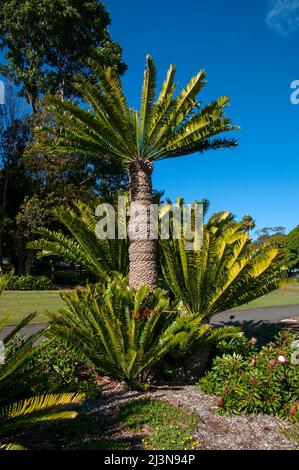 Sydney Australie, groupe d'encephalartos altensteinii, connu sous le nom de cycad géant de l'est du cap Banque D'Images