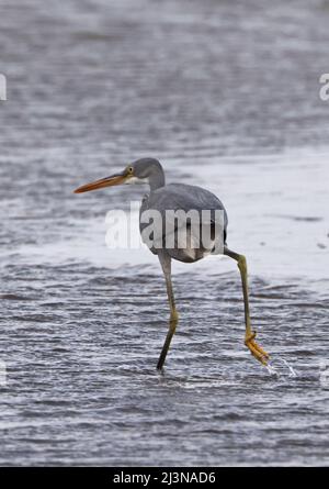 Egretta gularis schistacea (Egretta gularis schistacea) adulte en phase sombre marchant dans des eaux peu profondes de la mer d'Oman Décembre Banque D'Images