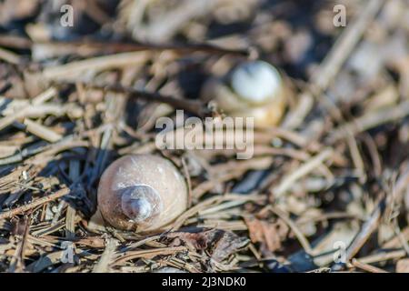 Une coquille d'escargot de rivière, sur l'herbe humide sur la rive du marais. Banque D'Images