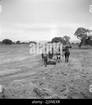 Nivellement des terres pour l'irrigation dans le cadre du projet Bosque Farms. Le tractus de deux mille quatre cents acres à cultiver sous irrigation. Nouveau-Mexique. Banque D'Images