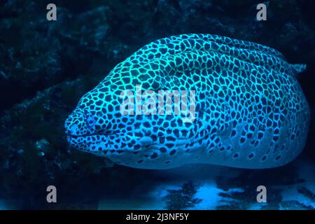 Le gymnothorax miliaris, le moray doré ou moray conger, est une espèce de poisson marin de la famille des Muraenidae. Les anguilles de Moray, ou Muraenidae, sont une famille Banque D'Images