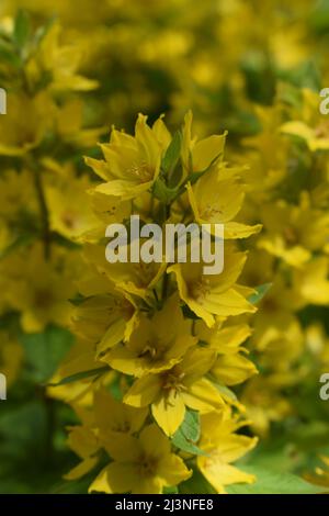 Cloches jaune fleurs de Lysimachia punctata, pointillé, la salicaire salicaire grand jaune large ou le salicaire dans jardin d'été close up avec select Banque D'Images