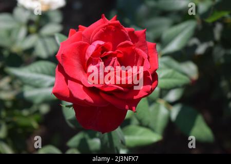 Rose rouge comme un fond naturel et de vacances. Belle rose rouge en fleur Banque D'Images