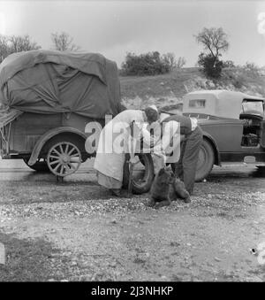 Les cueilleurs de pois migrants sur la route. Californie. Banque D'Images