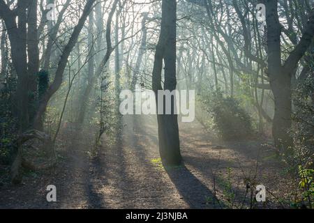 Lumière entre les branches d'arbres dans une forêt au début de l'automne matin Banque D'Images