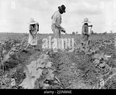 La culture Hoe dans le Sud. Près d'Eutaw, Alabama. Banque D'Images