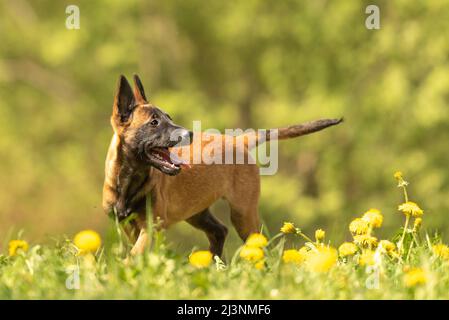 Chien de chiot Malinois sur un pré vert avec des pissenlits au printemps de la saison. Le chiot a 12 semaines. Banque D'Images