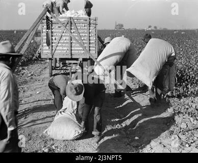 Les cueilleurs de coton apportent leur "pioche" à peser. Ils reçoivent un dollar et un dollar et vingt-cinq cents par cent livres. San Joaquin Valley, Californie. Banque D'Images