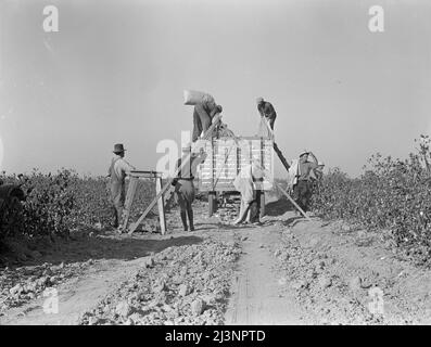 Poids en coton. San Joaquin Valley, Californie. Banque D'Images