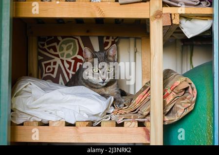 adorable chat tabby couché sur une couverture dans un placard d'aération en bois Banque D'Images