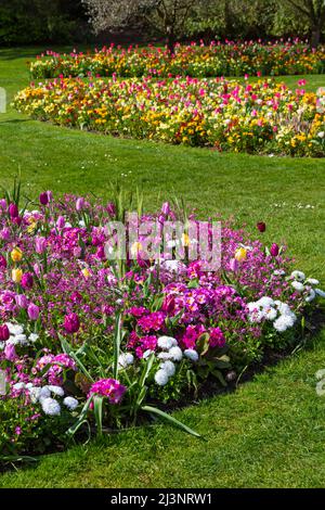 Bournemouth, Dorset, Royaume-Uni. 9th avril 2022. Météo au Royaume-Uni : ensoleillé et agréable au soleil, les fleurs colorées fleurissent dans les jardins de Bournemouth. Crédit : Carolyn Jenkins/Alay Live News Banque D'Images