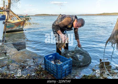 Les pêcheries de Gölyazı vendent leurs poissons capturés aux enchères. Banque D'Images