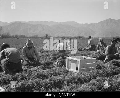 Des extracteurs de carottes du Texas, de l'Oklahoma, du Missouri, de l'Arkansas et du Mexique. « Nous venons de tous les États et nous ne pouvons pas faire un dollar dans ce domaine. Travaillant de sept heures du matin jusqu'à douze heures, nous gagnons en moyenne trente-cinq cents. » Californie. Banque D'Images