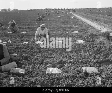 Bande mexicaine de travailleurs migrants sous un patron de terrain japonais. Ces hommes sont l'éclaircie et le désherbage des plantes de cantaloup. Salaire de trente cents l'heure. Ces jeunes plantes sont « recouvertes » de papier ciré répandu sur un guichet en fil de fer pour se protéger du froid et accélérer la croissance. Imperial Valley, Californie. Banque D'Images