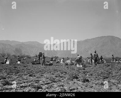 Des extracteurs de carottes du Texas, de l'Oklahoma, du Missouri, de l'Arkansas et du Mexique. Coachella Valley, Californie. « Nous venons de tous les États et nous ne pouvons pas faire un dollar par jour sur le terrain sans aucune façon. Travailler sur le terrain de sept heures du matin à douze heures, nous gagnons en moyenne trente-cinq cents". Banque D'Images