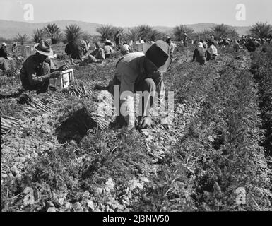 Des extracteurs de carottes du Texas, de l'Oklahoma, du Missouri, de l'Arkansas et du Mexique. Coachella Valley, Californie. Banque D'Images